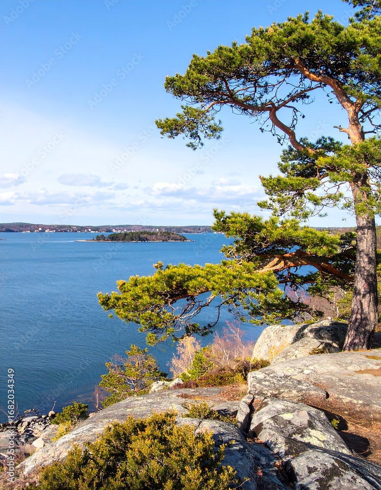 Fototapeta premium Coastal pine tree vista