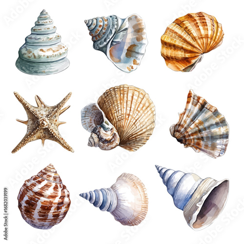watercolor of Seashell Collection, vector, isolated on a white background.