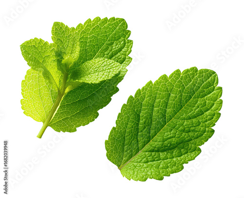 Two vibrant green mint leaves, close-up.  Fresh, healthy, and slightly overlapping.  Distinct veining visible.  Sharp focus on leaf details