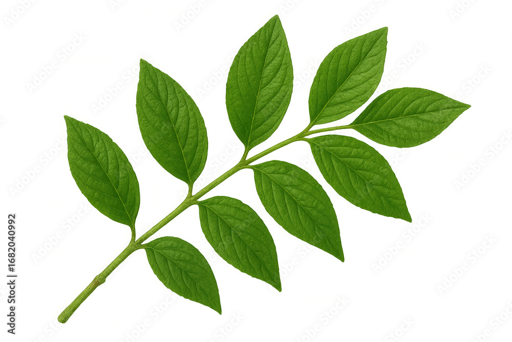 Fototapeta premium Vibrant green leaves growing on a branch, isolated on a transparent background, perfect for nature-themed designs