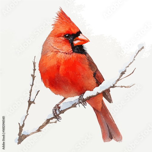 Red Cardinal On Snow Branch, watercolor drawing vector, isolated on a white background.