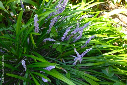 Wallpaper Mural Liriope muscari flowers. Asparagaceae perennial plants. Numerous small pale purple flowers bloom densely in spikes from summer to autumn. Torontodigital.ca