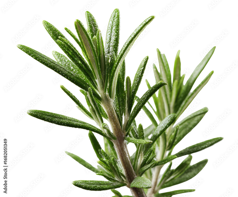 Fototapeta premium Close-up of fresh rosemary sprigs (3)