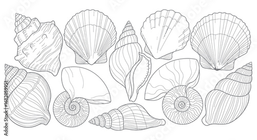 A monochrome illustration showcasing various detailed seashells, each with unique shapes and textures, arranged on a white background.