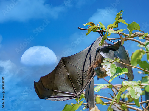 Pteropus megabat (also know as flying fox or fruit bat) hanging off a tree branch with the moon in the background, Suva, Fiji, South Pacific
