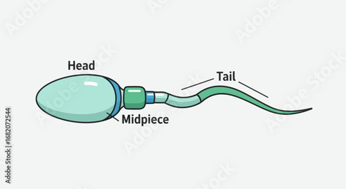 A cartoonstyle diagram of a sperm cell showing its head midpiece and tail against a plain light gray background