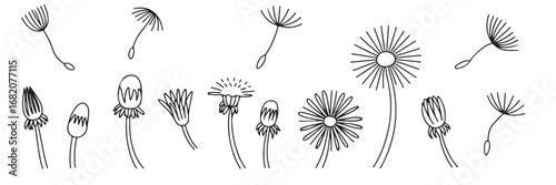 Dandelion Line Art: Collection of Flower Stages and Seed Heads