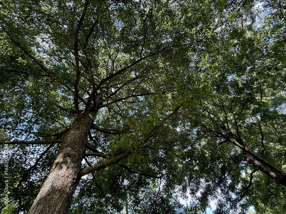 Fototapeta premium Beautiful tree with green leaves growing under blue sky, bottom view