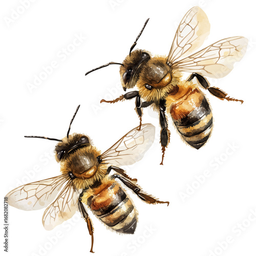 Honey Bees, watercolor painting vector, isolated on a white background.