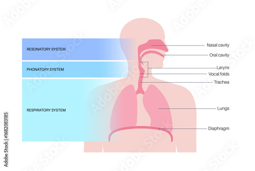 Anatomy of the voice