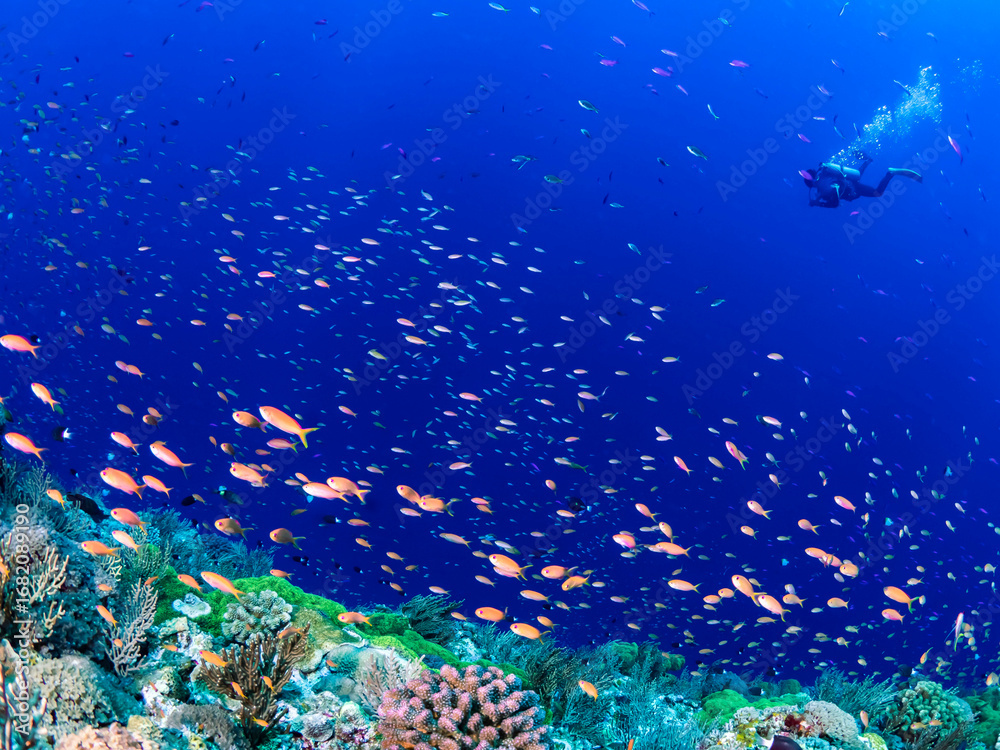 Fototapeta premium 日本の渡名喜島の海の風景 Underwater photography, Tonaki Island, Japan, 