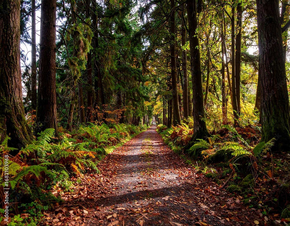 Obraz premium Forest path in autumn sunlight