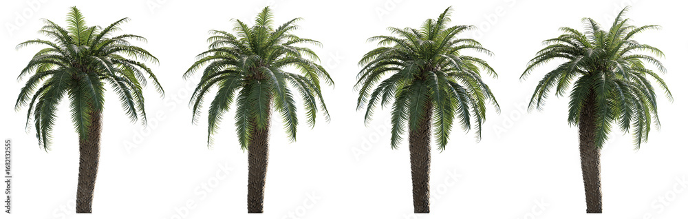 Fototapeta premium Tall 3D tropical palm tree with slightly curved trunk and wide fronds. Perfect for outdoor renderings, games, or natural scenery visualizations.