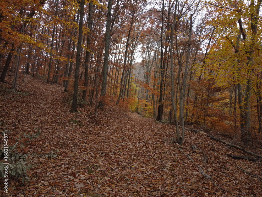 Obraz premium path in autumn forest