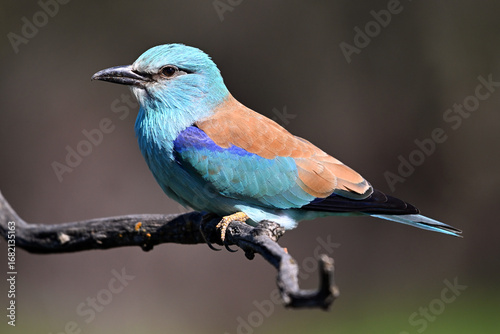 una carraca europea azul en el campo