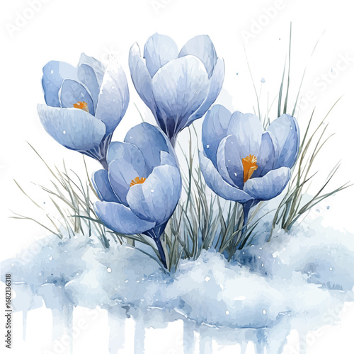 watercolor of Crocus Flowers Melting Snow, vector, isolated on a white background.