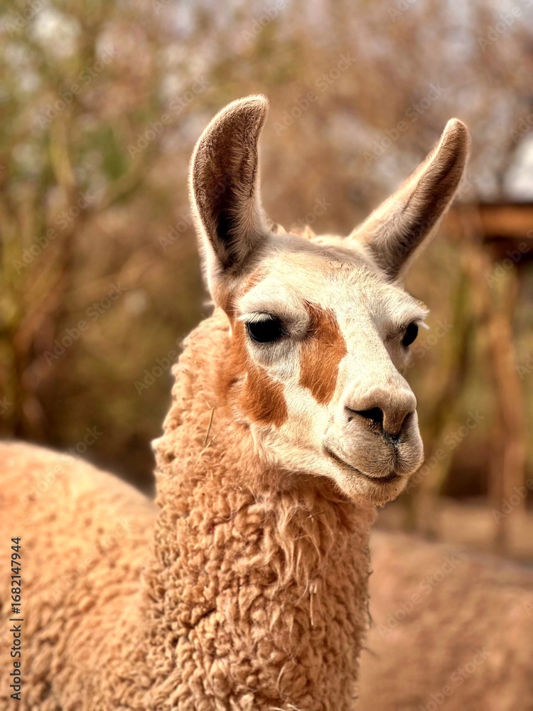 Obraz premium Llama doméstica fotografiada en la ciudad de San Pedro de Atacama, norte de Chile.