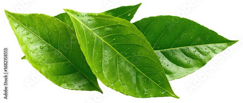 Close-up of vibrant green tea leaves