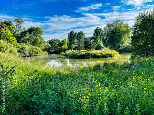 Early Summer at the Fishing Pond, Nature Park in Rexburg Idaho.