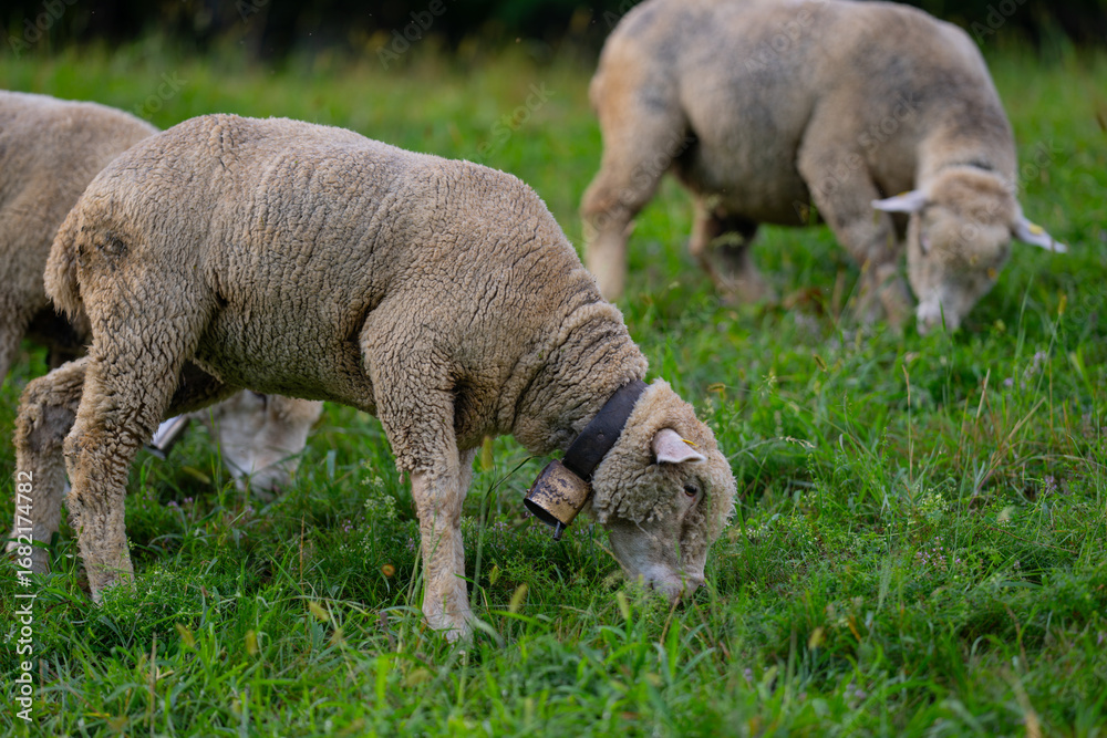 Obraz premium The sheep in the meadows. Small flock of sheep in Swiss Alps. Sheep pasture on an farm, close up. Sheeps eating grass on a field. Sheep grazing in an alpine meadow.