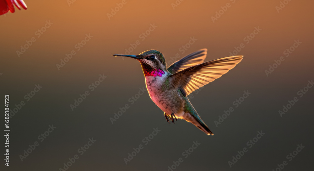 Fototapeta premium Hummingbird in flight at sunset