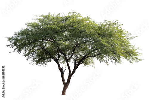 Lush green tree against black background (3)