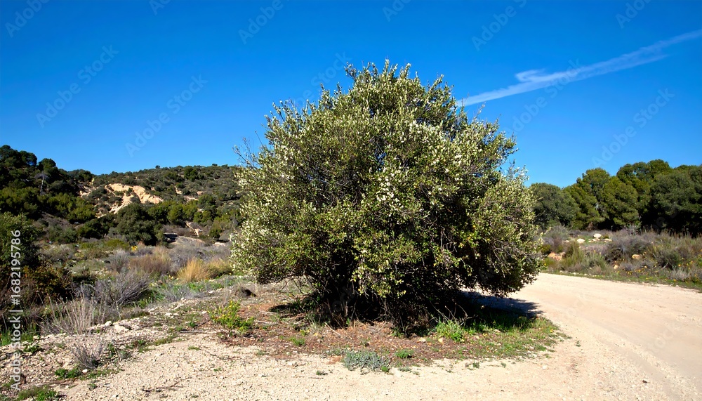Fototapeta premium Olive tree by a dirt road under a clear sky