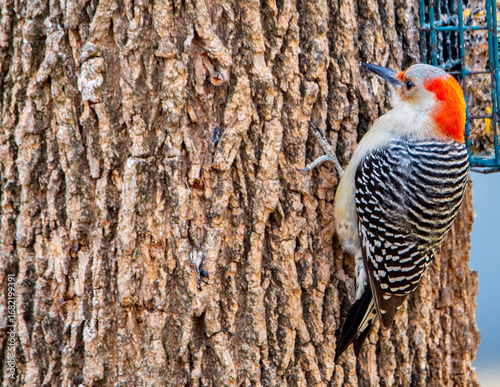woodpecker on a tree