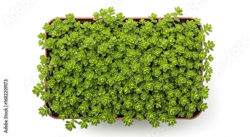 Top-down view of a rectangular pot filled with vibrant green succulent plants on a clean white background. Lush, fresh foliage creates a natural, calming texture.