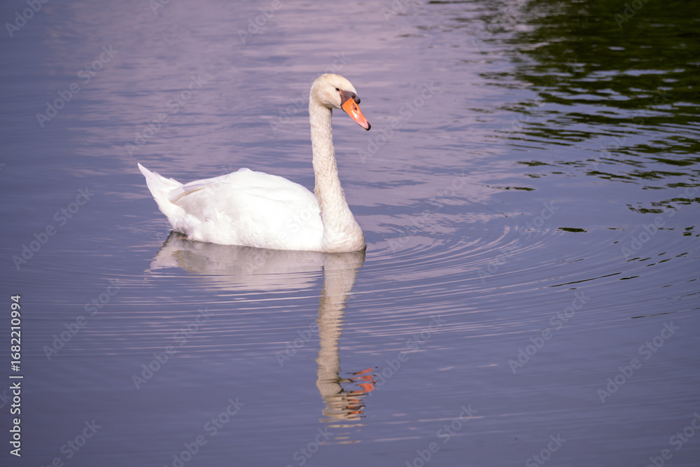 Obraz premium White Swan or Mute Swan (Cygnus olor) is a species of swan and a member of the waterfowl family Anatidae on the Lake.
