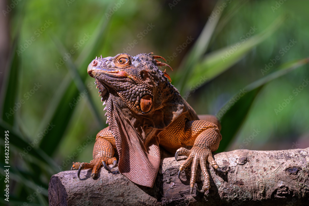 Naklejka premium Closeup Green iguana sits on tree trunk.