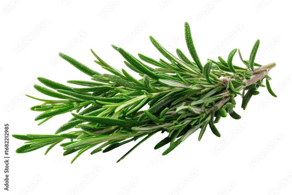 Fototapeta premium Fresh rosemary sprig, vibrant green
