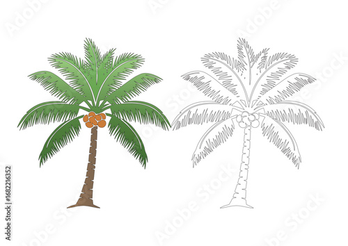 Vector Coconut Tree in 2D Line Drawing and Coloring Illustration on White Background