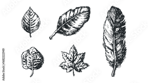 Hand Drawn Sketch Collection of Autumn Leaves and Bird Feather. Vector hand drawn illustration