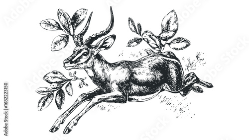 Graphic rendering of a leaping antelope surrounded by botanical elements. Vector hand drawn illustration