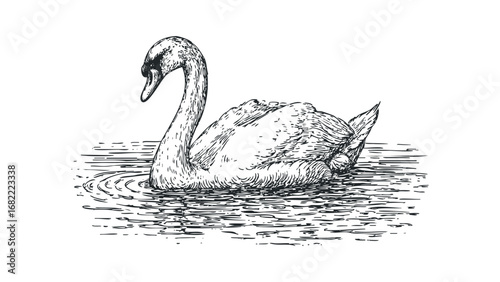 Pen and ink drawing of a graceful swan swimming on rippling water. Vector hand drawn illustration