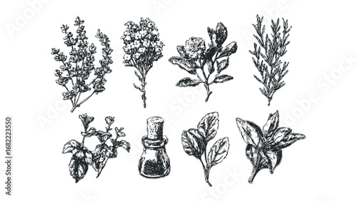 Collection of Hand Drawn Botanical Herbs and Seed Oil Vial on Transparent Background. Vector hand drawn illustration