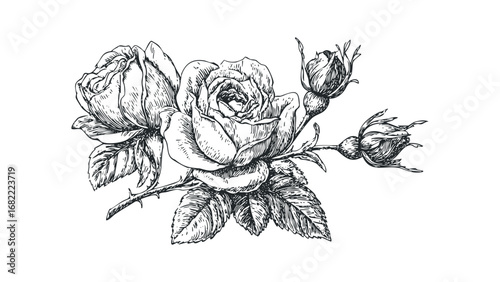 Ornate sketch of blooming roses and unopened buds on a stem with leaves. Vector hand drawn illustration