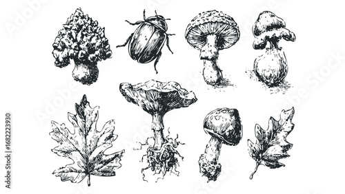 Vintage Etching Collection of Mushrooms and Beetle with Oak Leaves. Vector hand drawn illustration