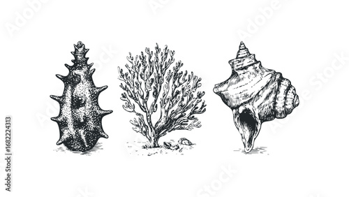 Hand drawn natural sea life objects including textured spiky shell and spiral conch. Vector hand drawn illustration