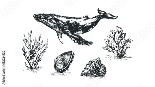 Whale and Ocean Life Sketch on Transparent Background. Vector hand drawn illustration