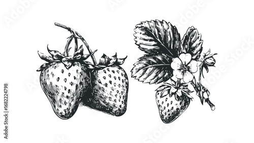 Sketch of ripe strawberries with leaves and a flower. Vector hand drawn illustration