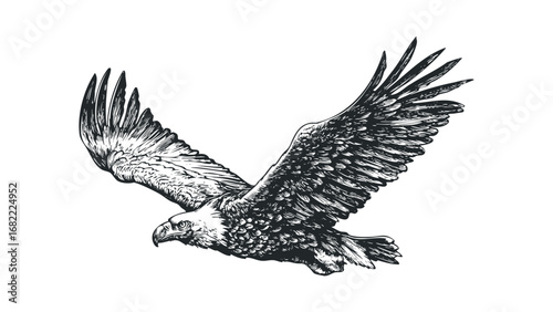 Detailed sketch of a majestic eagle in flight on a transparent background. Vector hand drawn illustration