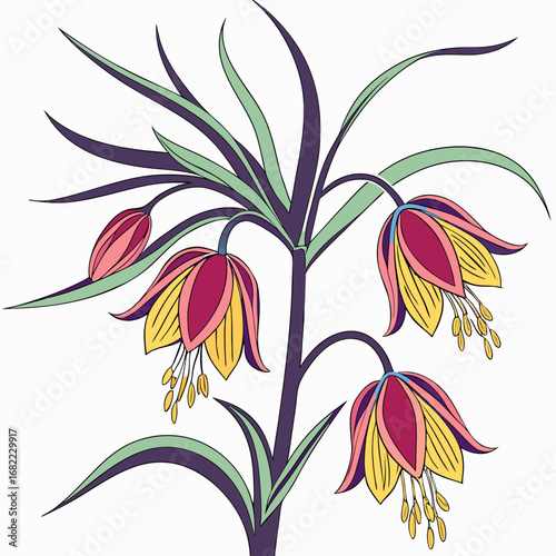 crown imperial fritillaria imperialis on white background 