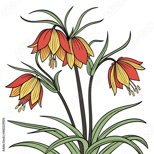 crown imperial fritillaria imperialis with leaves 