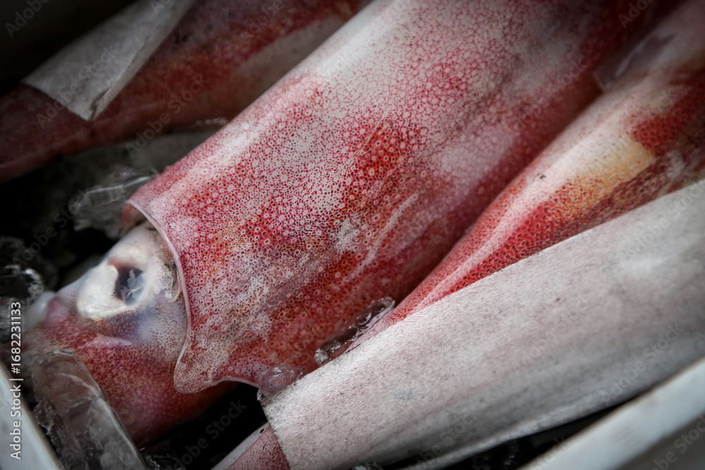 Obraz premium 新鮮なイカ / Fresh Squid