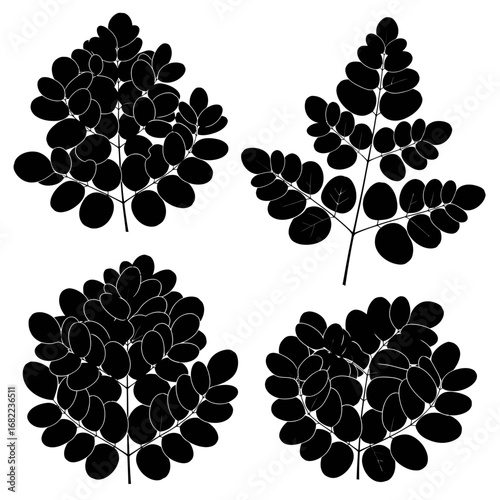 Set of four black silhouette Moringa Oleifera leaves.