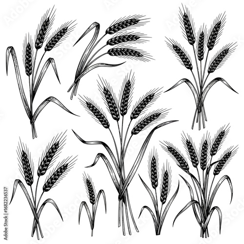 Set of hand drawn wheat ears sketch illustrations.
