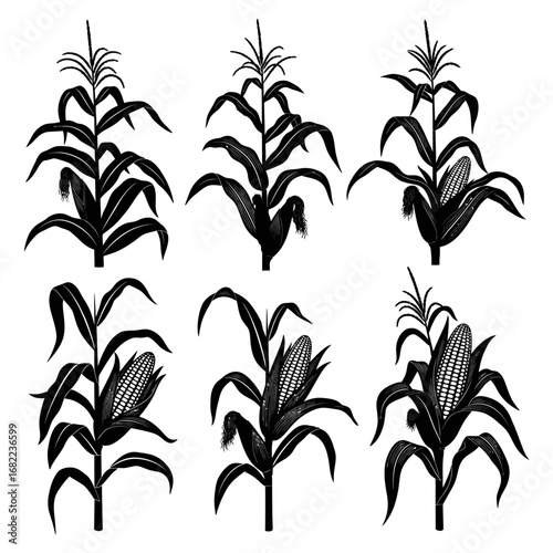 Set of Six Vintage Style Black Corn Stalk Illustrations.