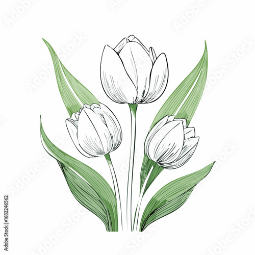 Elegant Tulip Trio A Delicate Floral Sketch with Green Accents, Perfect for Spring Designs